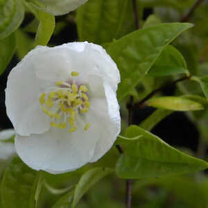 PHILADELPHUS 'Beauclerck'