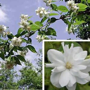 PHILADELPHUS 'Bouquet Blanc'