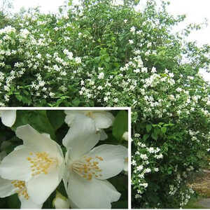 PHILADELPHUS coronarius