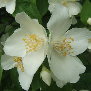 PHILADELPHUS coronarius