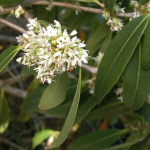 PHILLYREA decora = OSMANTHUS decorus