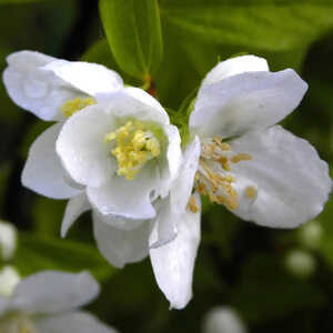 PHILADELPHUS 'Galahad'