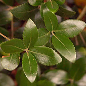 PHILLYREA latifolia