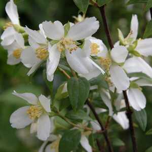 PHILADELPHUS 'Manteau d'Hermine'