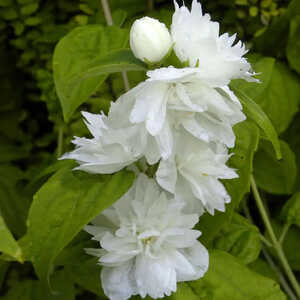 PHILADELPHUS 'Minnesota Snowflake'