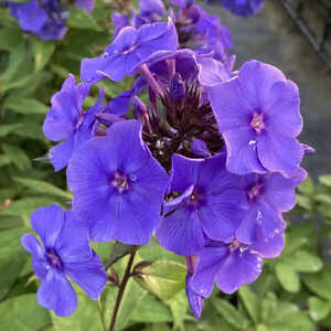 PHLOX 'Amethyst' (Paniculata Group)