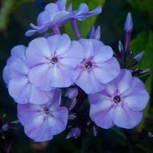 PHLOX 'Blue Boy' (Paniculata Group)