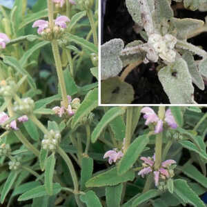 PHLOMIS caballeroi