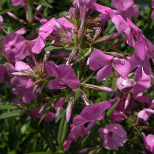 PHLOX carolina 'Bill Baker'