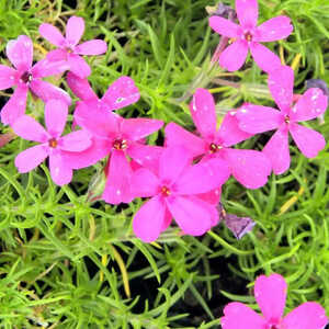 PHLOX 'Crackerjack' (Douglasii Group)