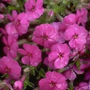 PHLOX 'Crackerjack' (Douglasii Group)