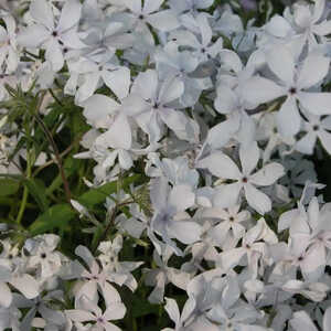 PHLOX divaricata 'May Breeze'