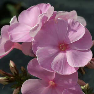 PHLOX 'Dresden China' (Paniculata Group)