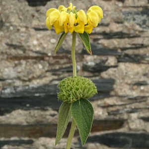 PHLOMIS 'Edward Bowles'