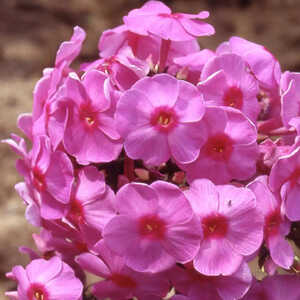 PHLOX 'Eva Cullum' (Paniculata Group)