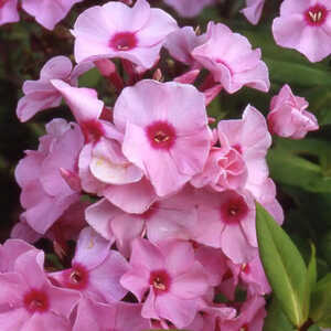 PHLOX 'Flamingo' (Paniculata Group)