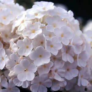 PHLOX 'Fujiyama' (Paniculata Group)