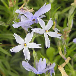 PHLOX 'G.F.Wilson' (Subulata Group)