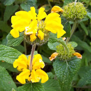 PHLOMIS longifolia