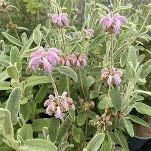 PHLOMIS 'Marina'