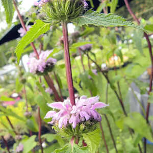 PHLOMIS tuberosa