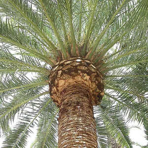 PHOENIX canariensis