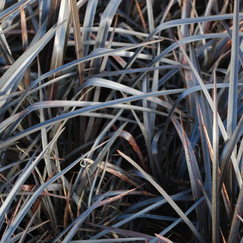 PHORMIUM 'Back in Black'Â®