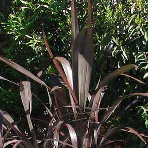 PHORMIUM cookianum 'Black Adder'