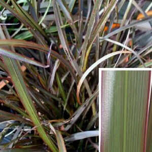 PHORMIUM 'Surfer Bronze'