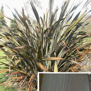 PHORMIUM tenax 'Purpureum'