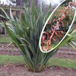 PHORMIUM tenax