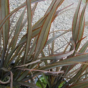 PHORMIUM 'Tom Thumb'