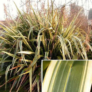 PHORMIUM 'Yellow Wave'