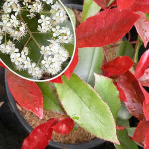 PHOTINIA x fraseri 'Dicker Tony'