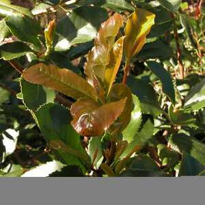 PHOTINIA villosa