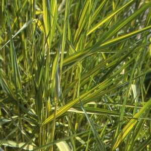 PHRAGMITES australis 'Variegatus'