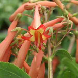 PHYGELIUS 'Funfair Orange' (='Yapor'®)