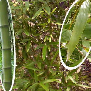 PHYLLOSTACHYS atrovaginata 'Green Perfume'