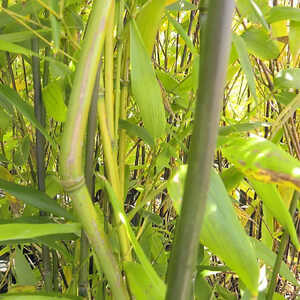 PHYLLOSTACHYS aureosulcata f. alata