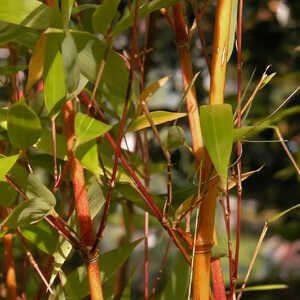 PHYLLOSTACHYS aureosulcata 'Aureocaulis'