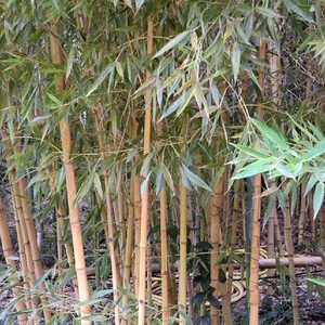 PHYLLOSTACHYS aurea 'Holochrysa'