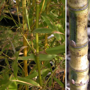 PHYLLOSTACHYS aurea 'Koï'