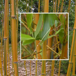 PHYLLOSTACHYS aureosulcata 'Spectabilis'