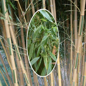 PHYLLOSTACHYS bambusoides 'Castillonis'