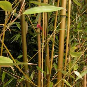 PHYLLOSTACHYS humilis