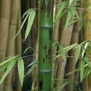 PHYLLOSTACHYS nigra 'Boryana'