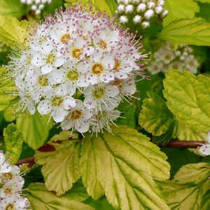 PHYSOCARPUS opulifolius 'Dart's Gold'