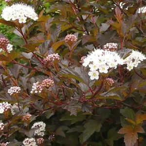 PHYSOCARPUS opulifolius 'Diablo d'Or'