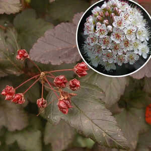 PHYSOCARPUS opulifolius 'Diabolo'