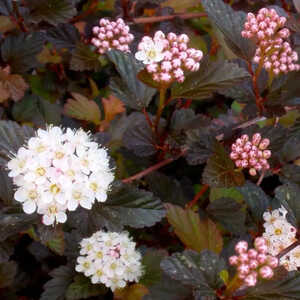 PHYSOCARPUS opulifolius 'Summer Wine'